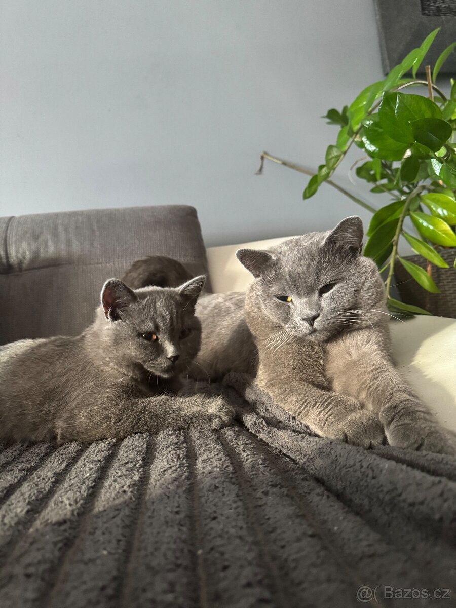 Britský kocour ke krytí - 2