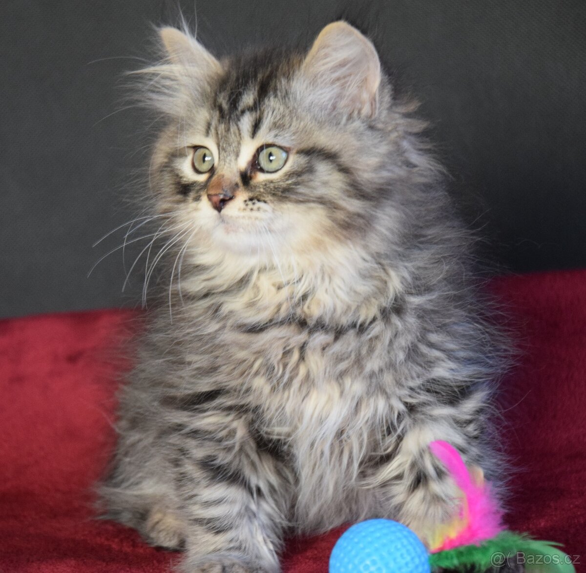 Sibiřské kotě s PP - 2