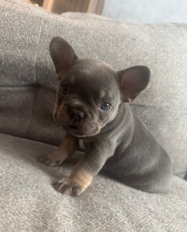 Francouzský buldoček - 2