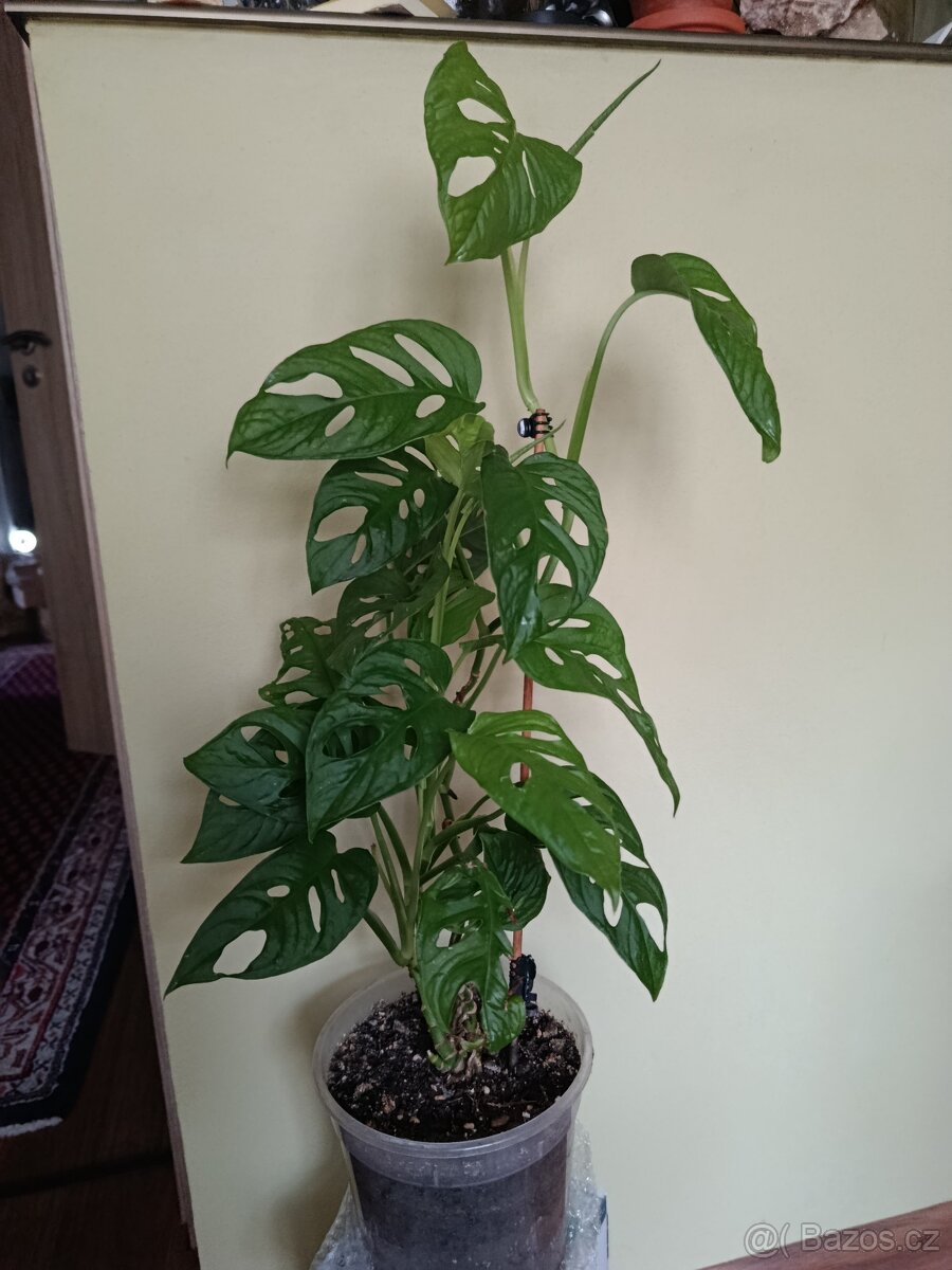 Monstera Adansonii (Monkey Mask), cca 60 cm - 2