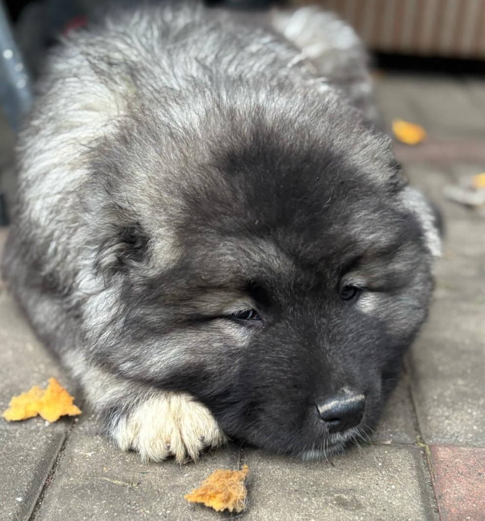 Kavkazský pastevecký pes - 2