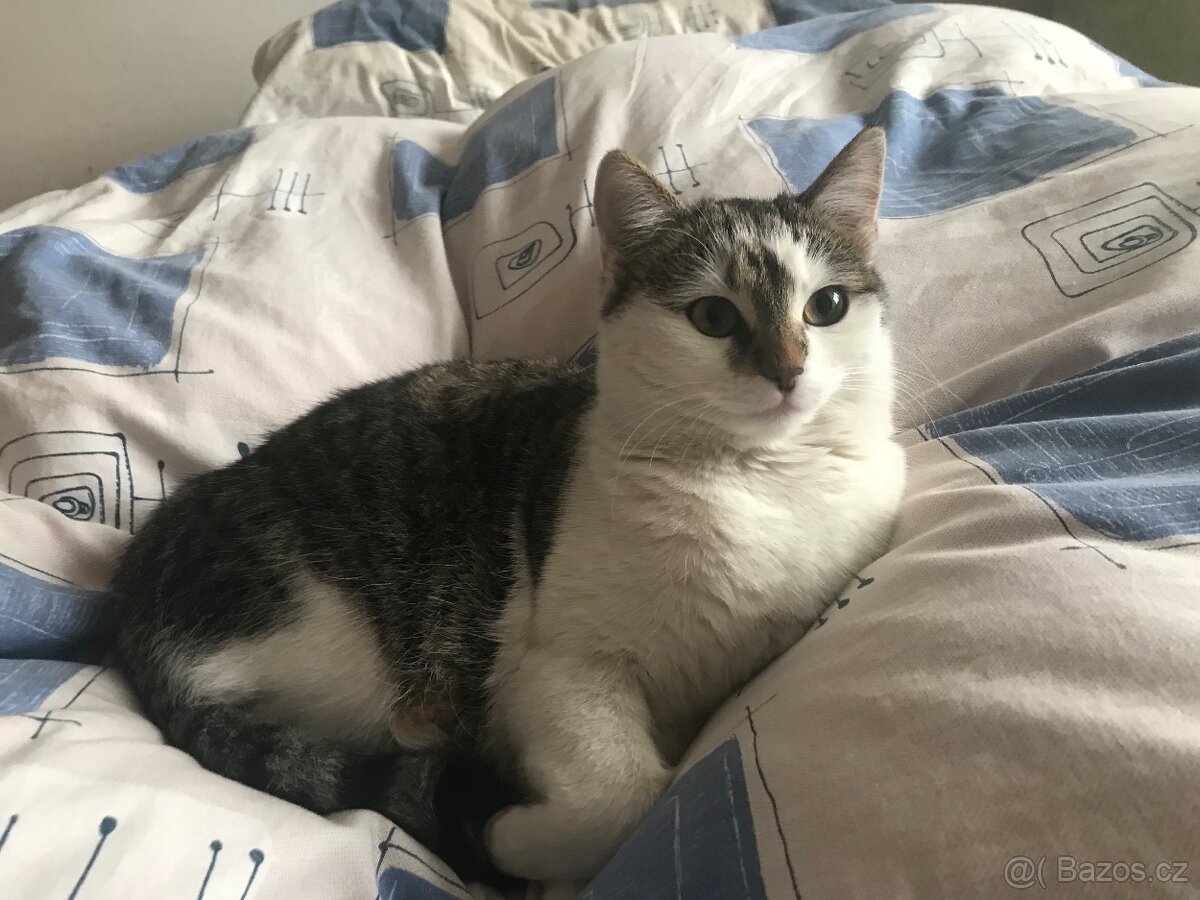 Vánoční koťátka - 2