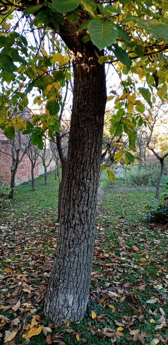 Prodám 2 kmeny ořech - 2