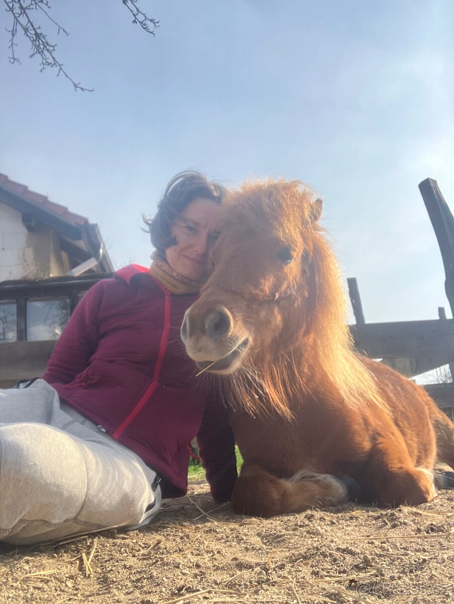 Minihorse kobylka a valach - 2