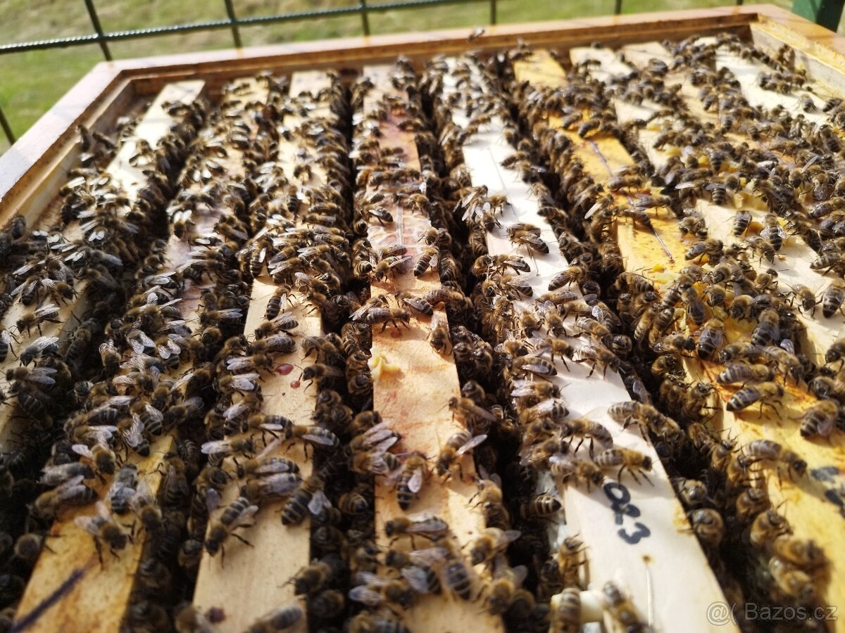 Včelí oddělky 2026 + dovoz - 2