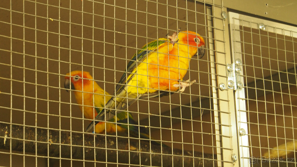aratinga sluneční samci i samičky - 2