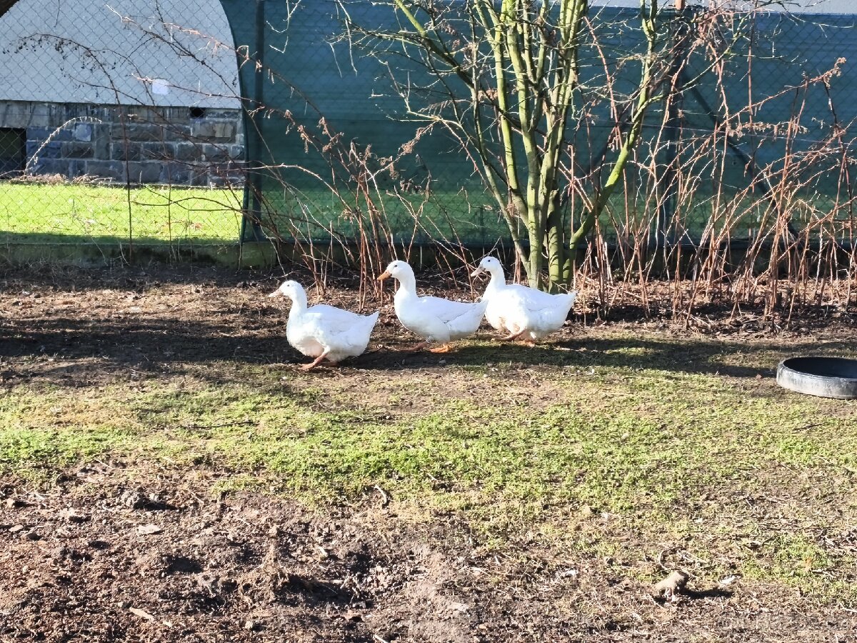 Násadová vejce kachen - 2