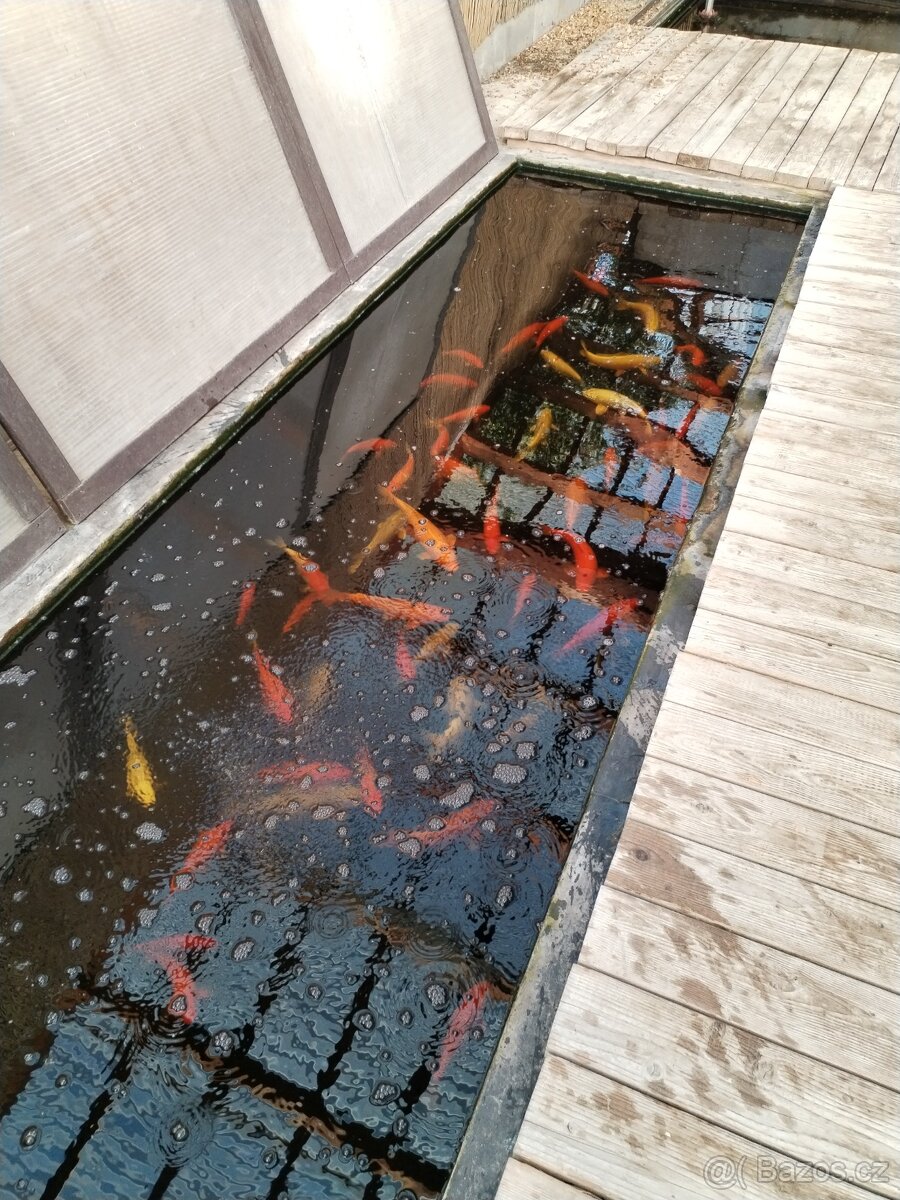 Koi kapr prodej od března - 2