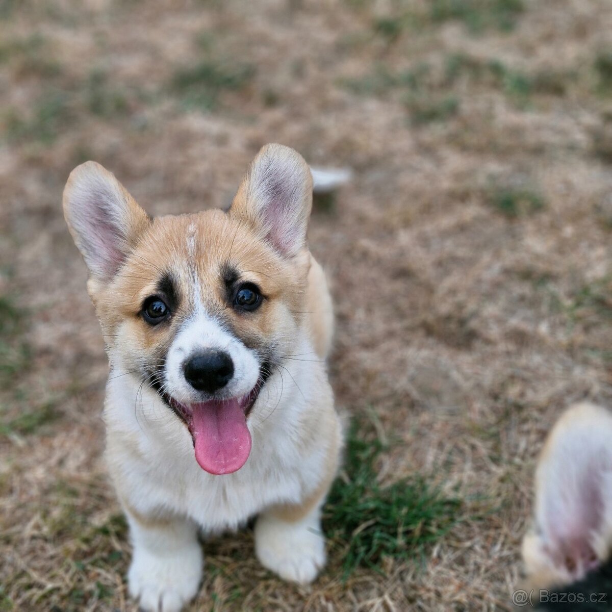 Welsh Corgi Pembroke - 2