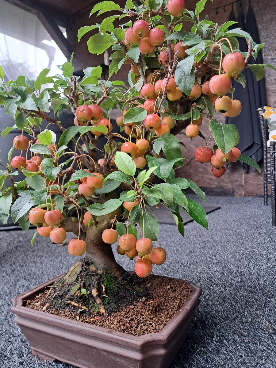 Bonsaj,bonsai Jabloň - 2