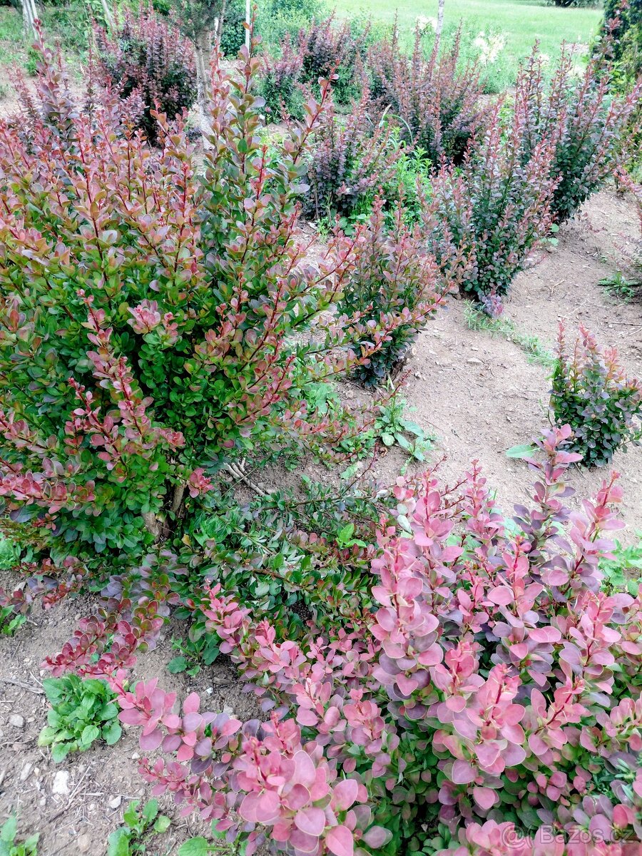 Berberis atropurpurea - 2