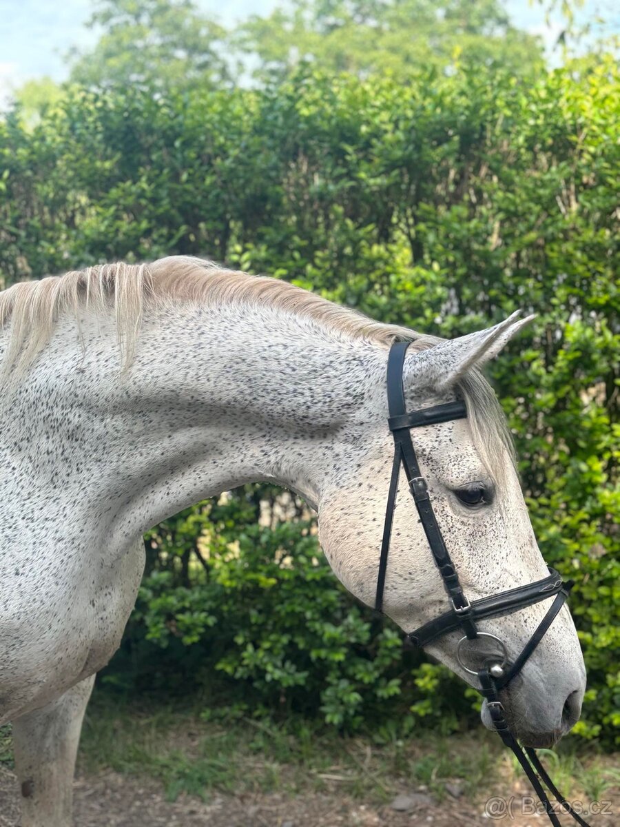 Welsh part bred klisna - 2