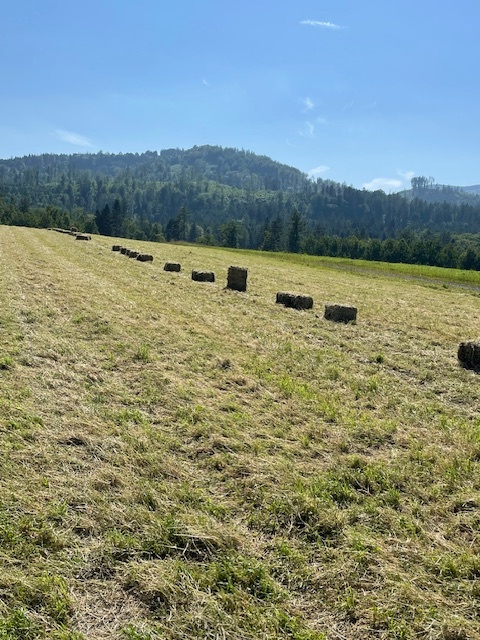 seno malé balíky - 2