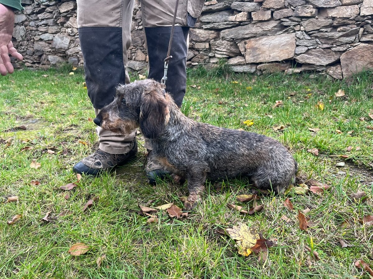 Jezevčík drsnosrstý standard - 2