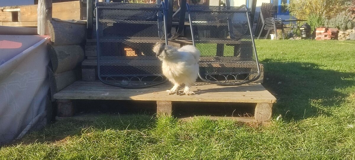 Hedvábnička velká vousatá - 2