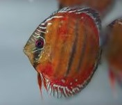 Prodej terčovců, L-sumců, skalár, rejnoků a jiných ryb - 2