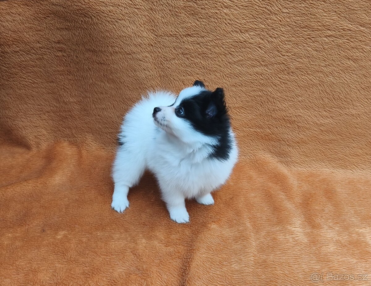 Papillon/Pomeranian - 2