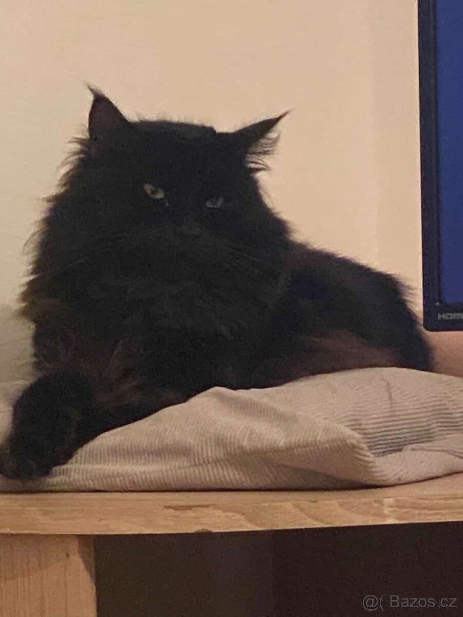 Kočky k adopci 🐾 - 2
