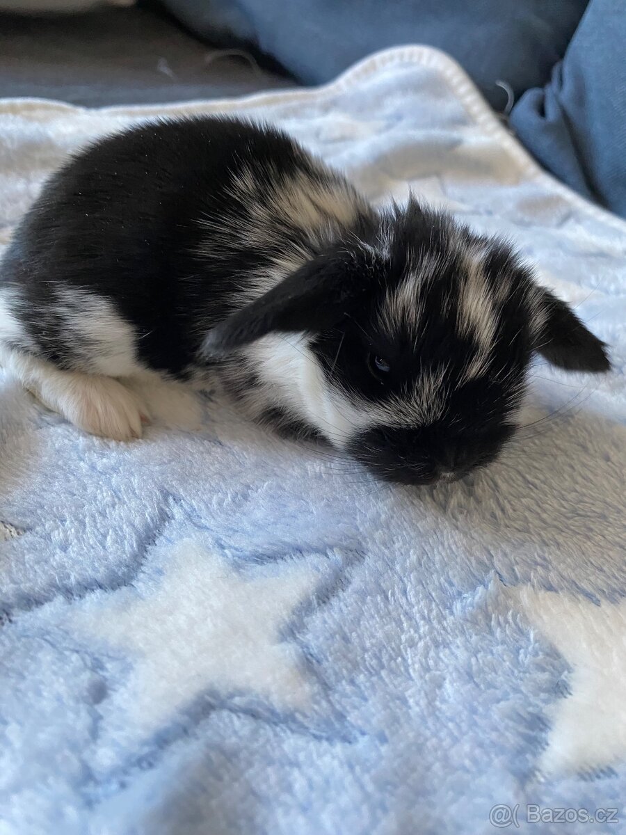 🐰 Zakrslý beránek – mláďata k rezervaci 🐰 - 2