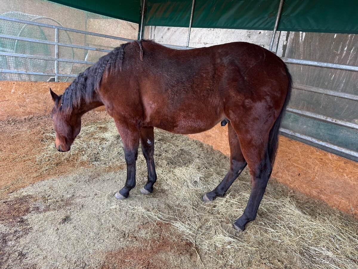 Hřebeček APH - 2024 - 2