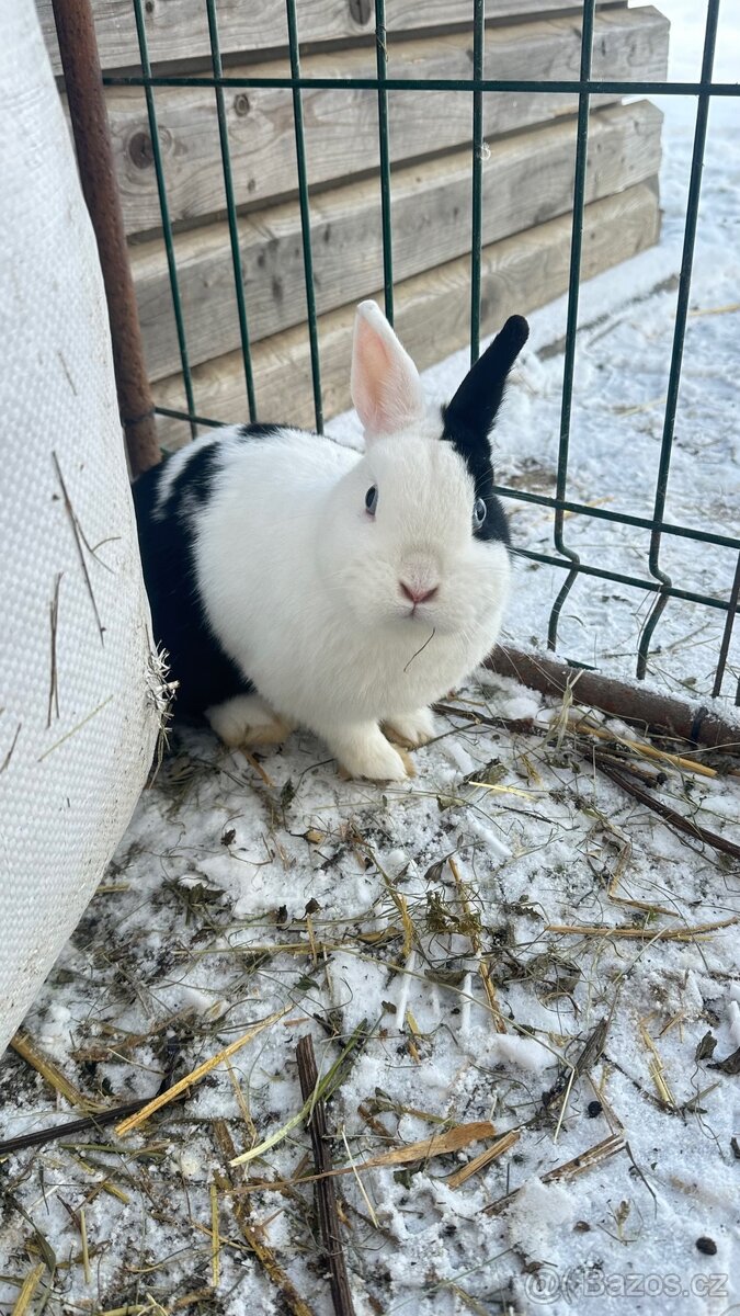 Kralik s usima nahoru - 2