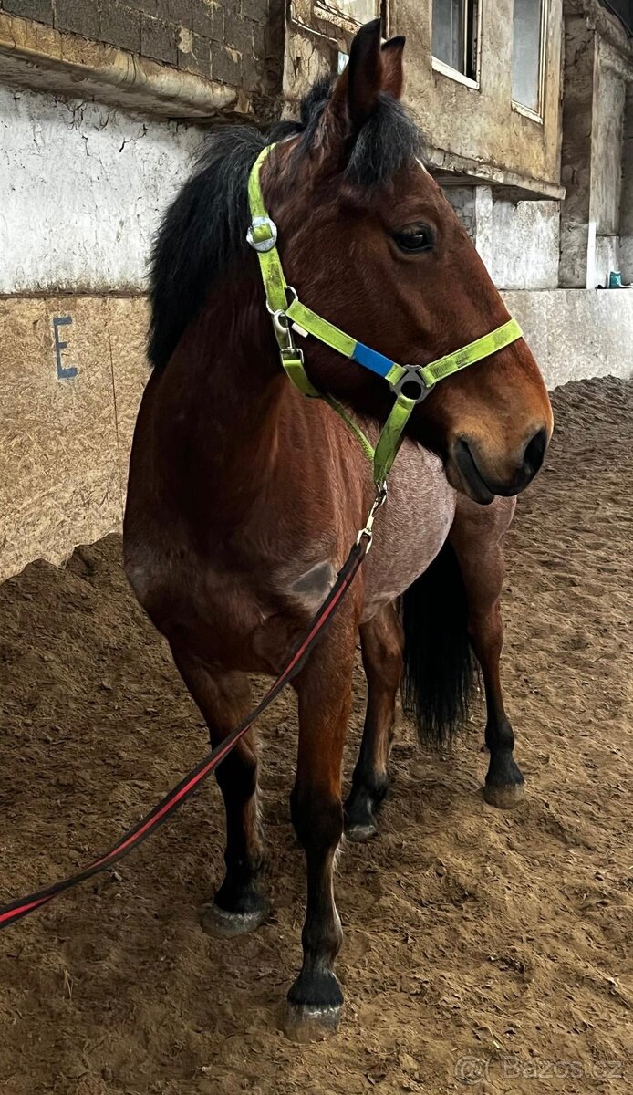 Pony klisna kategorie B - 2