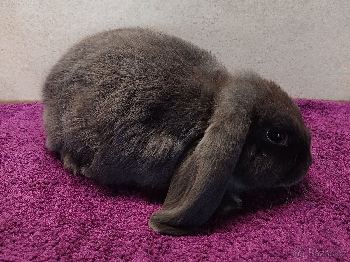 Zakrslý beran (beránek) s PP - 2