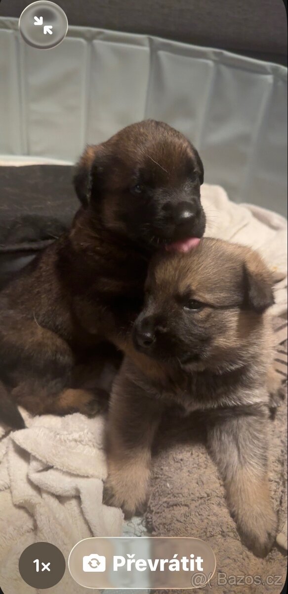 Štěňata 2 chlapci - 2