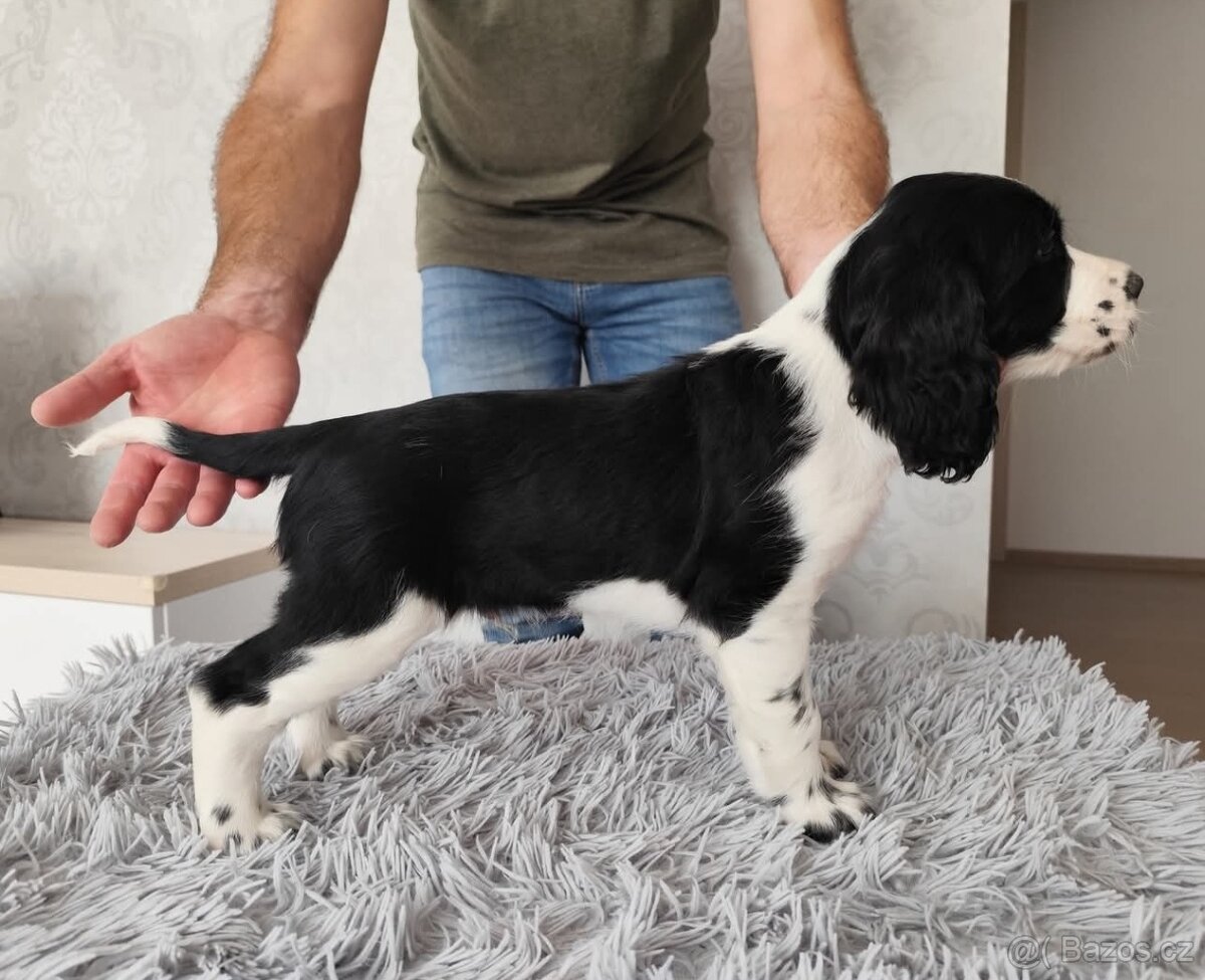 Anglický špringršpaněl s PP pes - 2