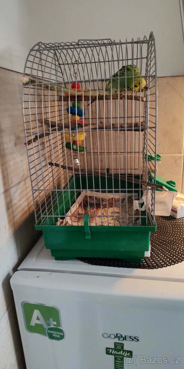 Andulka s klecí - 2