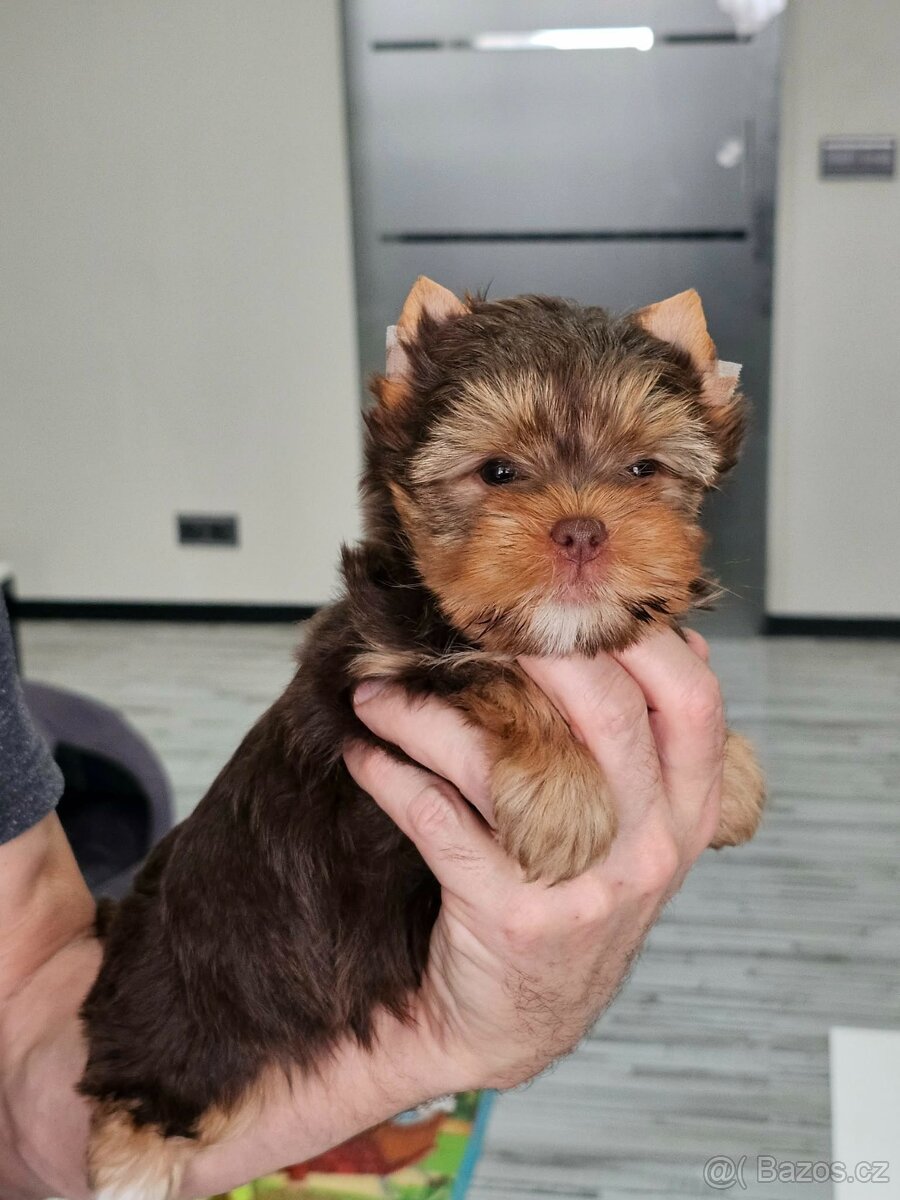 Jorkšírský teriér Čoko - 2