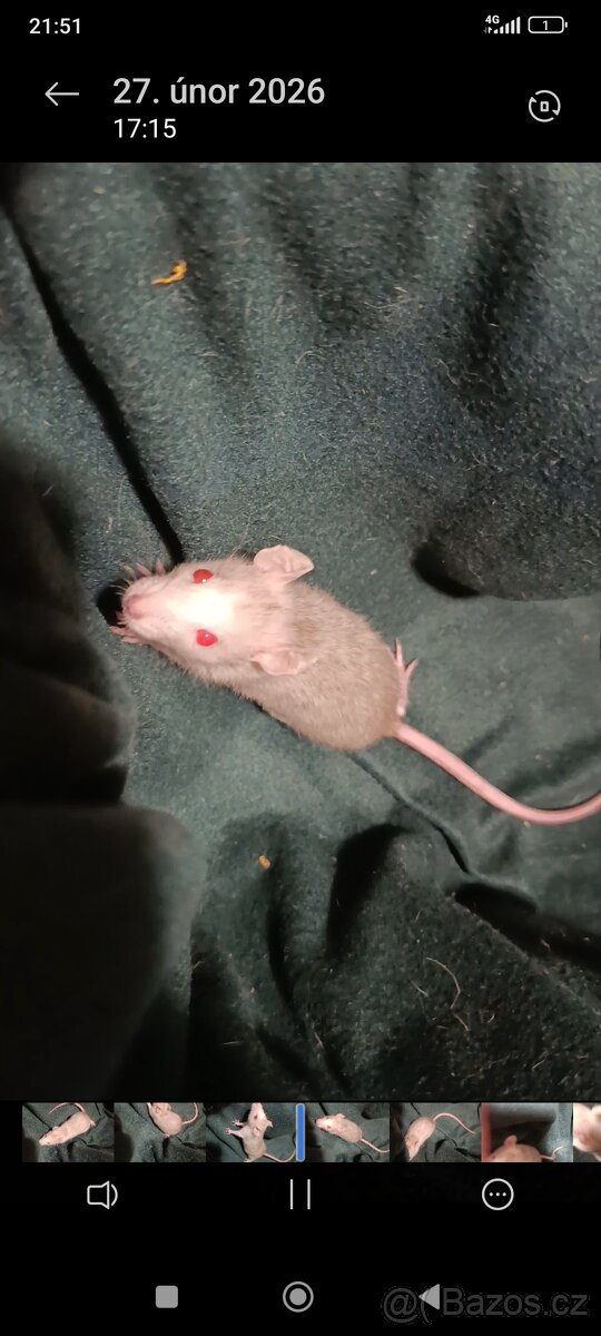 Prodám potkaní holčičky - 2