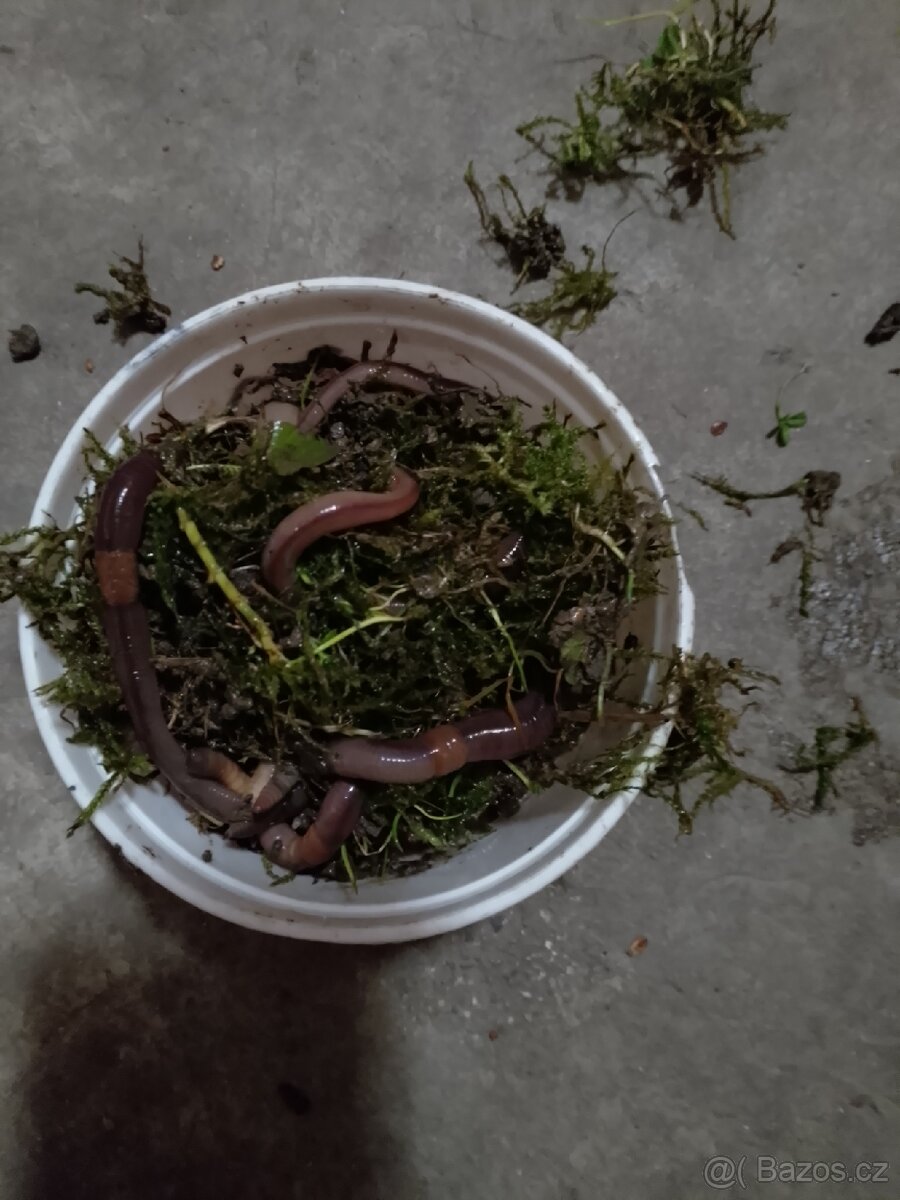 Čerstvé žížaly štovy - 2