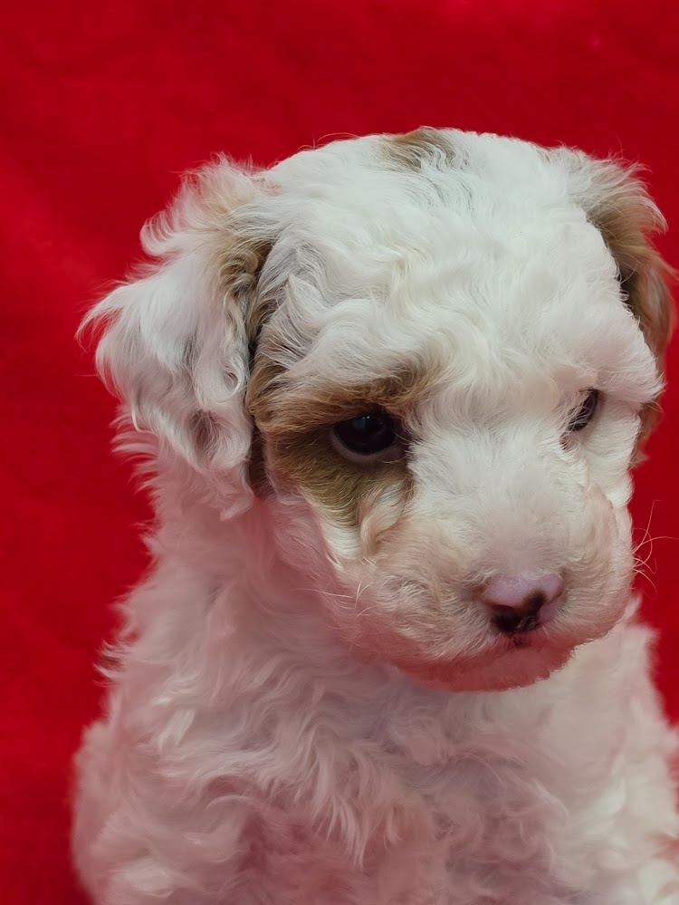 PUDL TRPASLIČÍ VÍCEBAREVNÝ s PP pes - 2