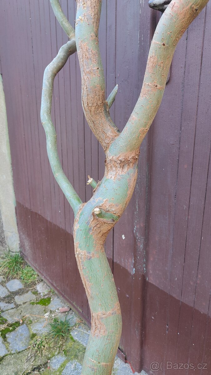 Velká větev z vrby - 2