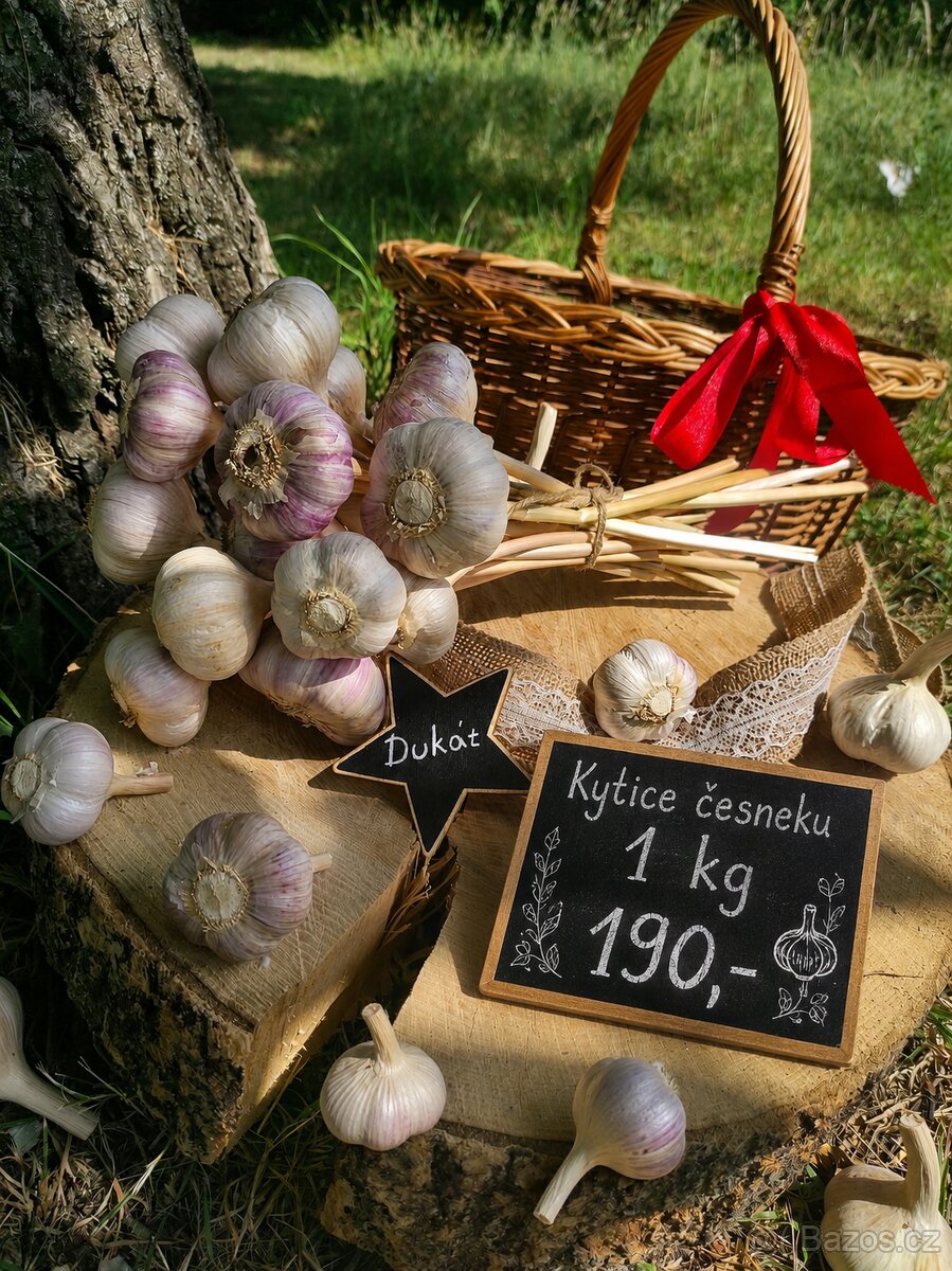 🧄 KVALITNÍ ČESKÝ ČESNEK – ODRŮDA DUKÁT 🧄 - 2