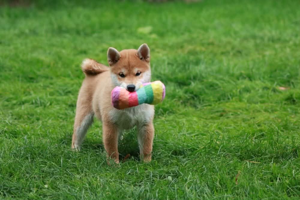 Shiba s PP - 2