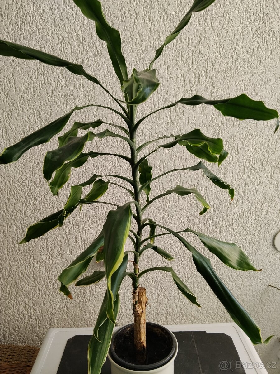 Dračinec - dracena - 2