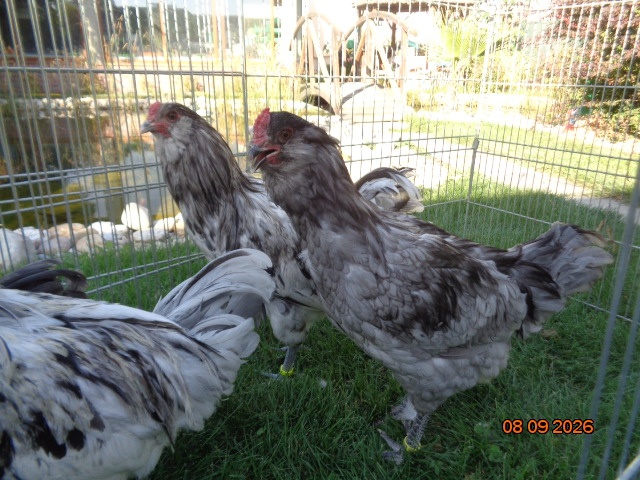 Araucana a Ameraucana - 2