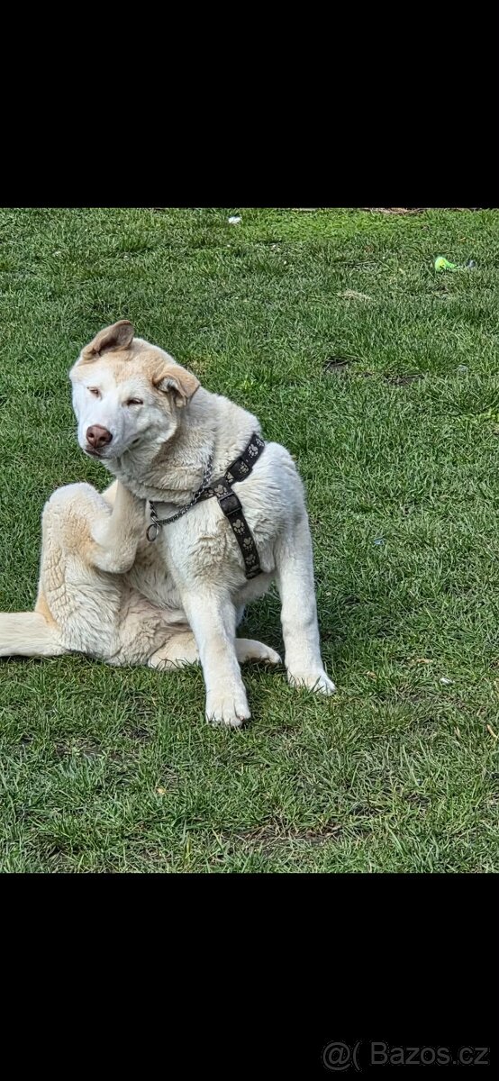 Husky - 2