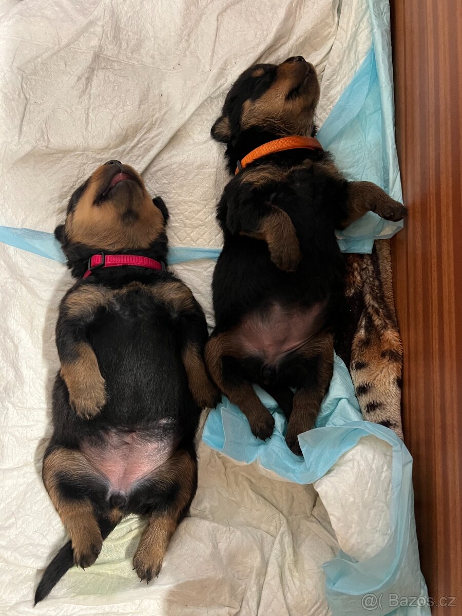 Rottweiler štěňátka – síla, srdce a věrnost v jednom - 2