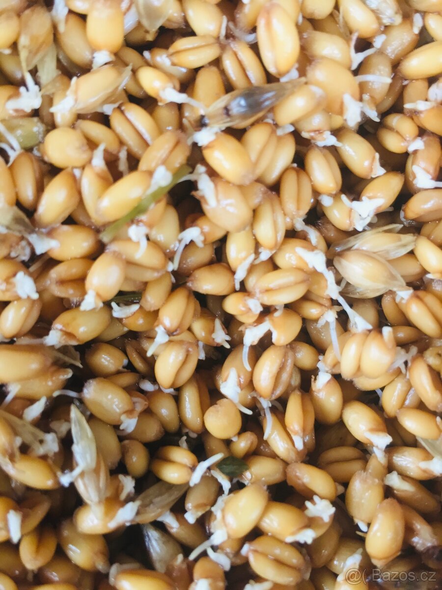 Prodej bio vajec - 2