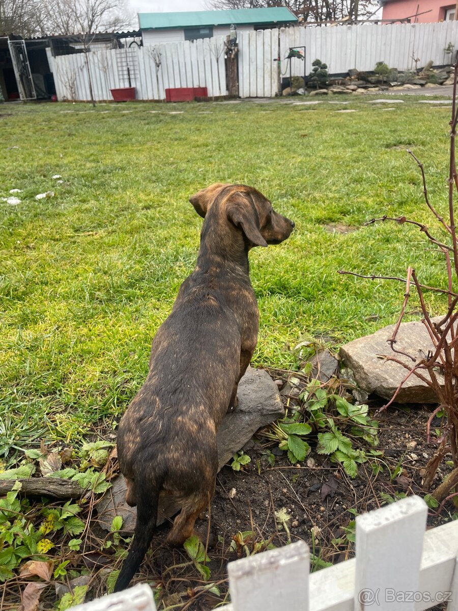 Jezevcik kratkosrstý bez PP - 2