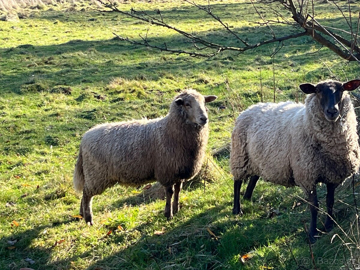 Ovce i beran - 2
