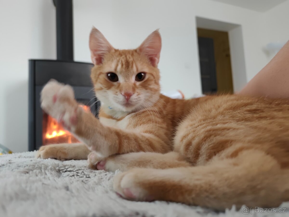Krásně zrzavý kocourek - 2