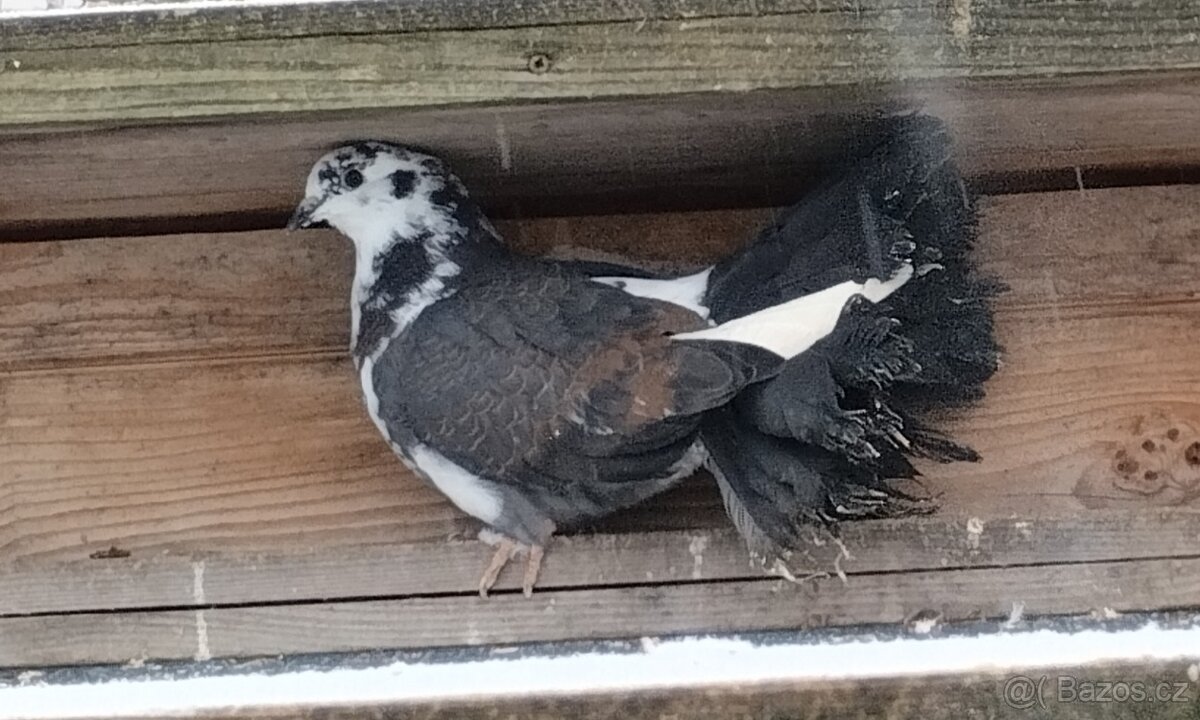 Pávík Anglický - 2