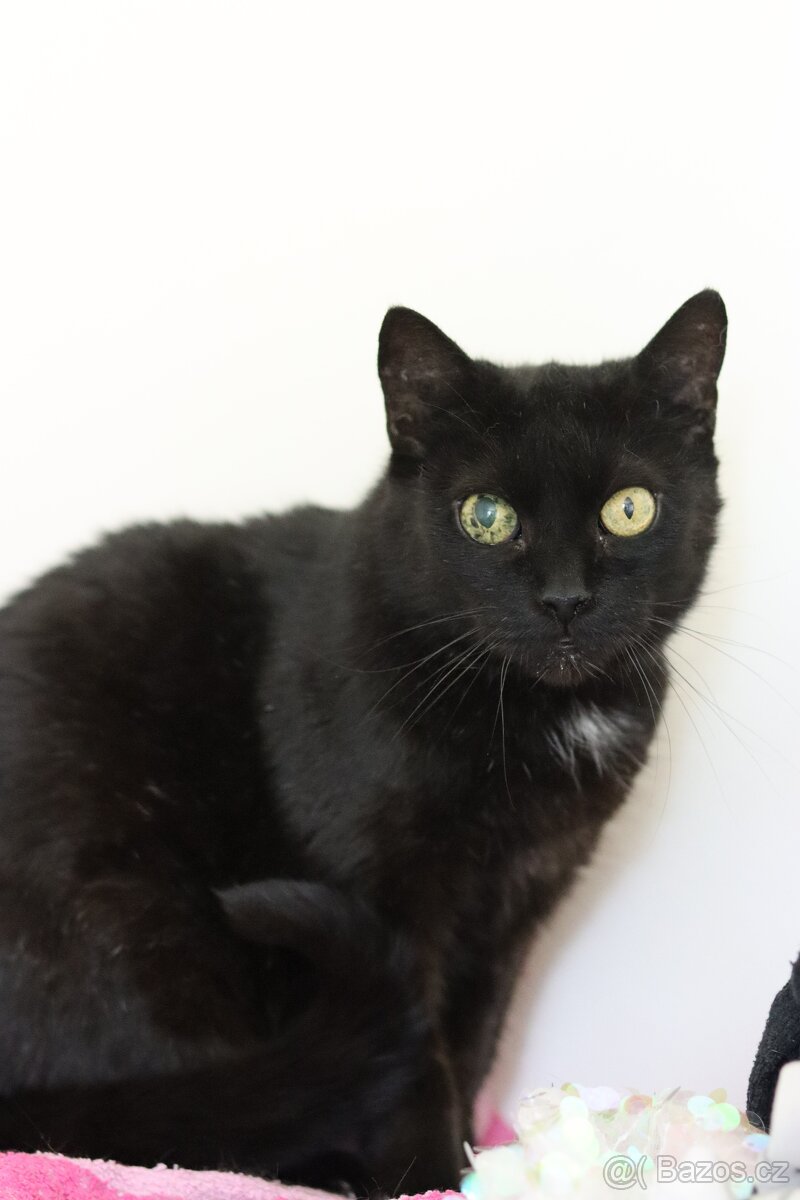 Perla ❤ klidná kočičí kráska ❤ - 2