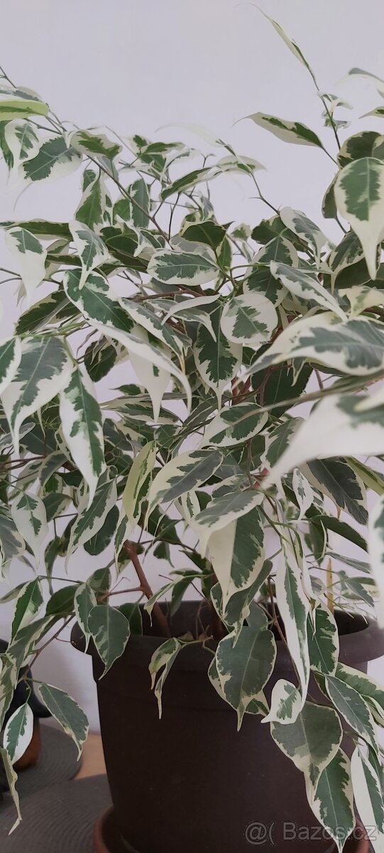 Fíkus "Benjamin" - 2
