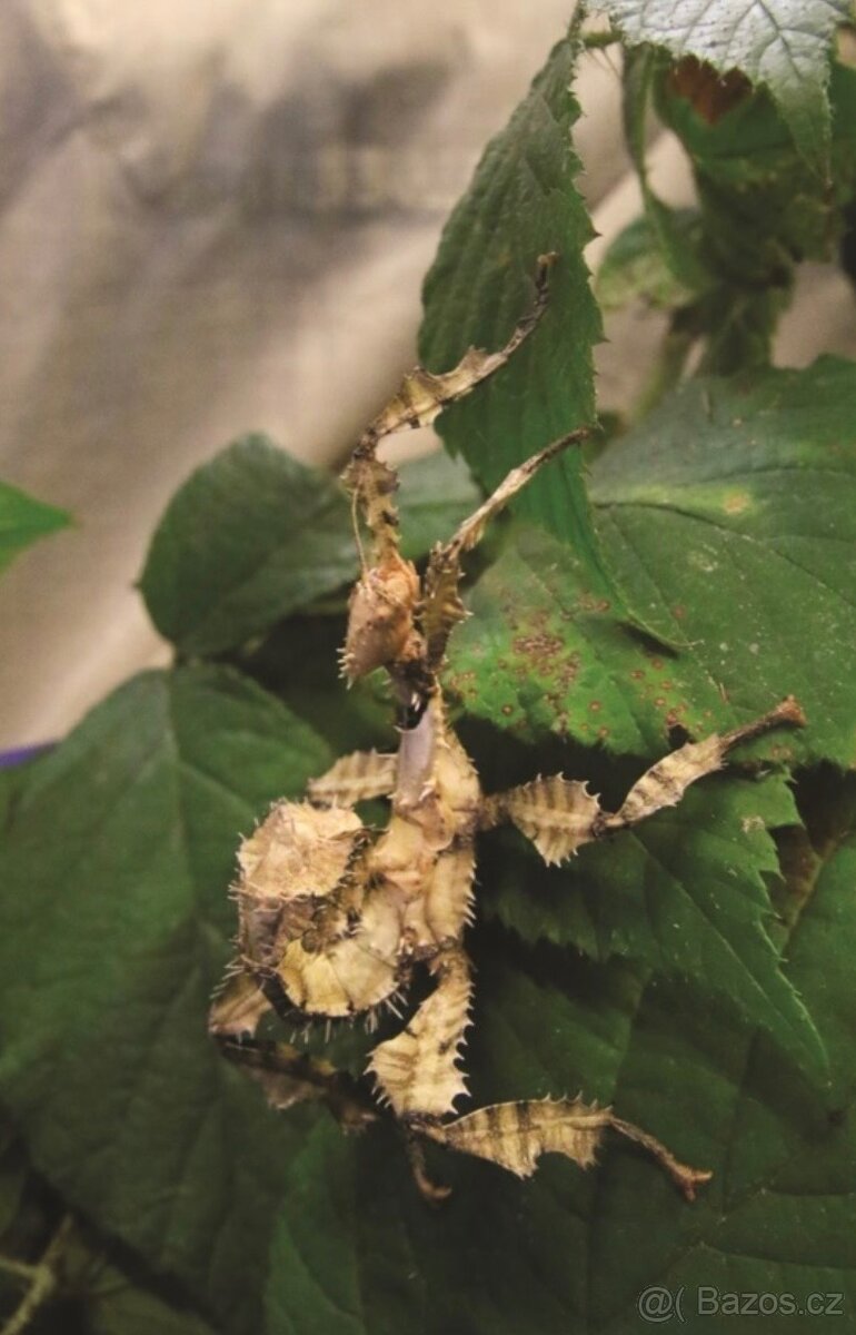 Daruji strašilky do dobrých rukou - 2