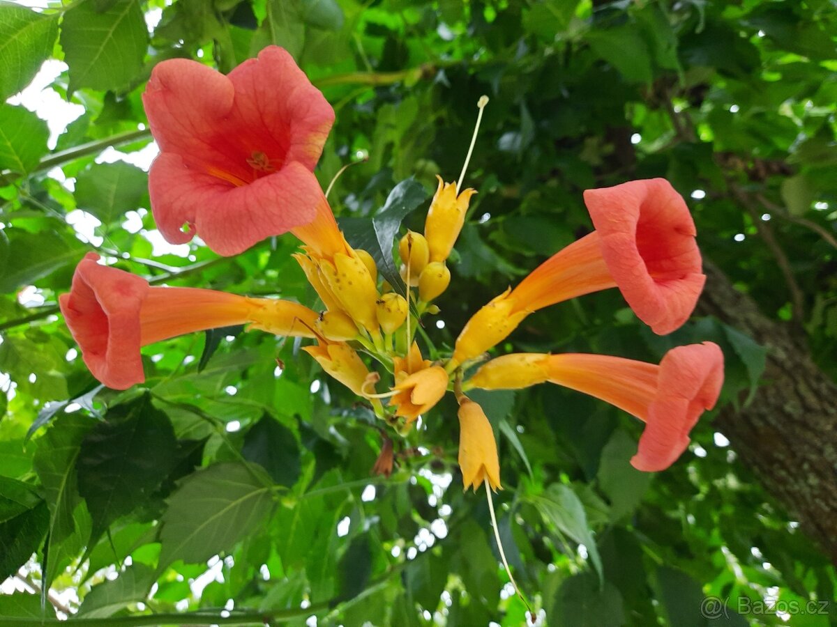 Trubač nejen k pergole, plot, zidku ...ap. - 2